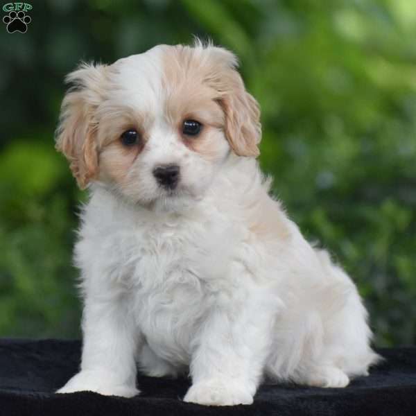 Tony, Cavachon Puppy